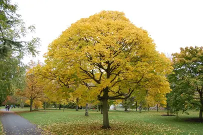 acer-cappadocicum-aureum-