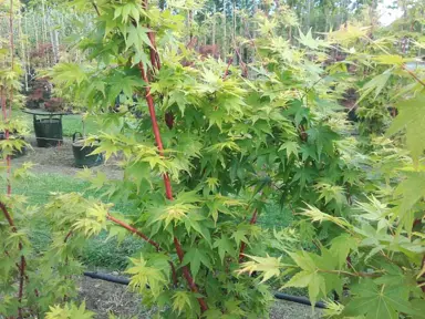 acer-japanese-sunrise-