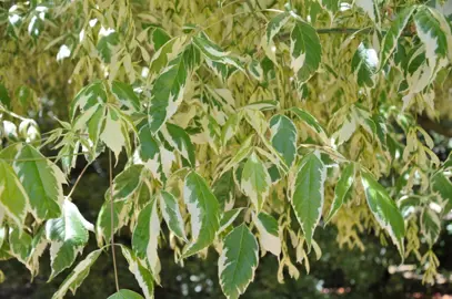 acer-negundo-variegatum-1