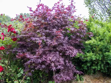 Acer palmatum 'Bloodgood' tree with colourful dark red foliage in a mixed planting.