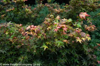 Colourful leaves on Acer palmatum 'Chishio'.