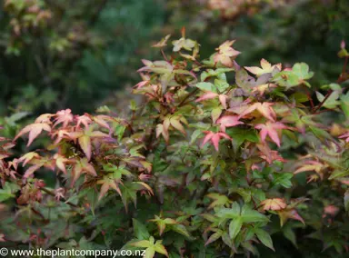 Red, orange, and green leaves on Acer palmatum 'Chishio'.