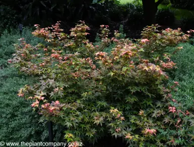 Colourful foliage on Acer palmatum 'Chishio' specimen tree.