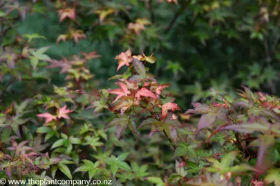 Red and green leaves on Acer palmatum 'Chishio'.
