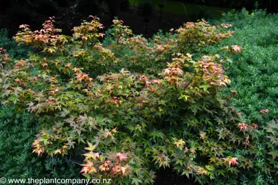 Acer palmatum 'Chishio' small specimen tree with colourful foliage.