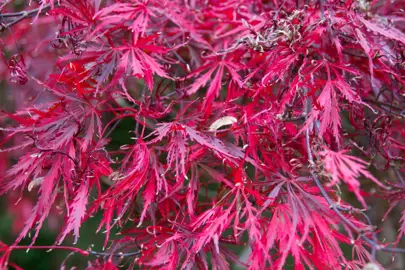 acer-stella-rossa-1