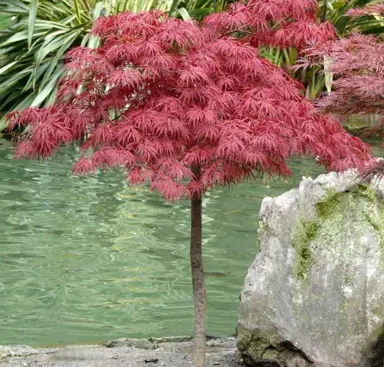 acer-stella-rossa-2