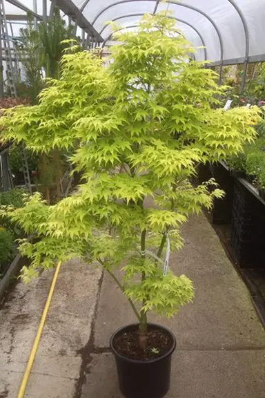 acer-shidava-gold-1