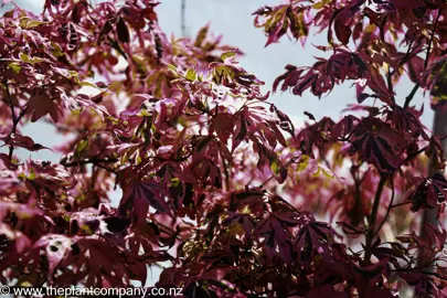 acer-palmatum-shirazz--1