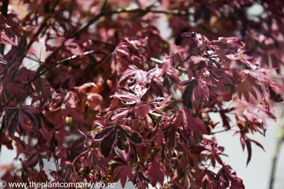 acer-palmatum-shirazz--2