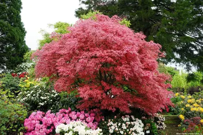 acer-palmatum-shirazz--3