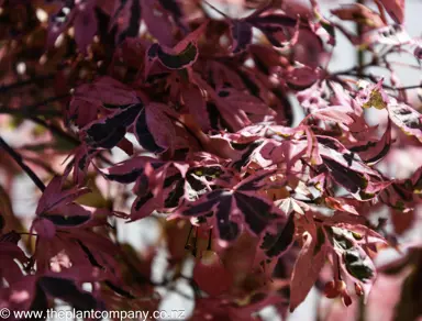 acer-palmatum-shirazz-