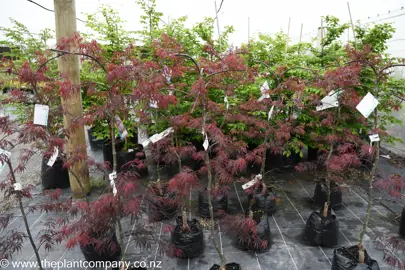 acer-palmatum-tamukeyama--1