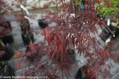 acer-palmatum-tamukeyama--2