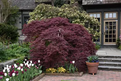 acer-palmatum-tamukeyama--4