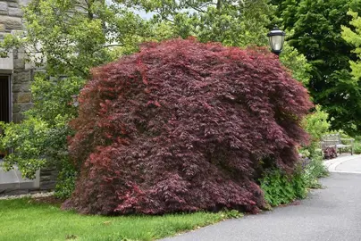 acer-palmatum-tamukeyama--5