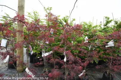 acer-palmatum-tamukeyama-