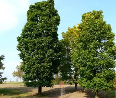 acer-platanoides-columnare-