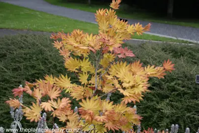 Acer shirasawanum 'Autumn Moon' tree in a garden.