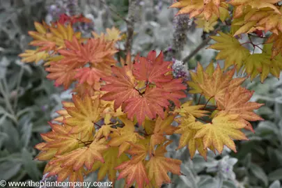 Acer shirasawanum 'Autumn Moon' orange foliage.