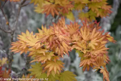 Colourful leaves on Acer shirasawanum 'Autumn Moon'.