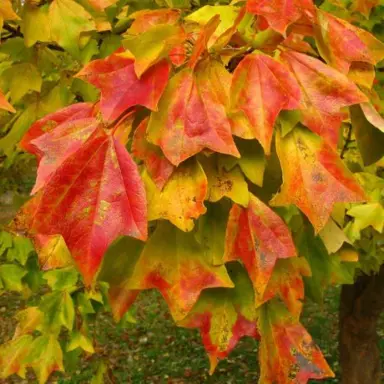 acer-buergerianum-