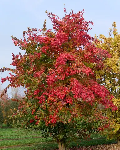 acer-buergerianum-1