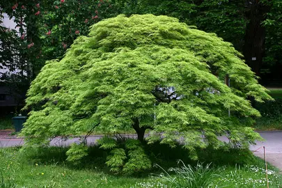 acer-palmatum-1