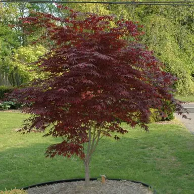 acer-palmatum-bloodgood-