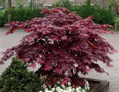 acer-palmatum-bloodgood-1