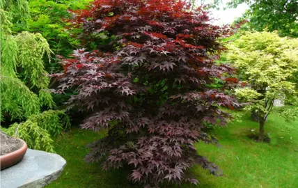 acer-palmatum-bloodgood-2