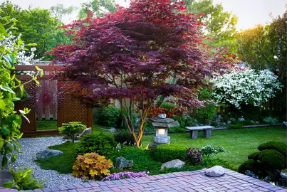 acer-palmatum-bloodgood-4