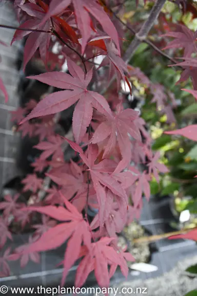 acer-palmatum-bloodgood-5