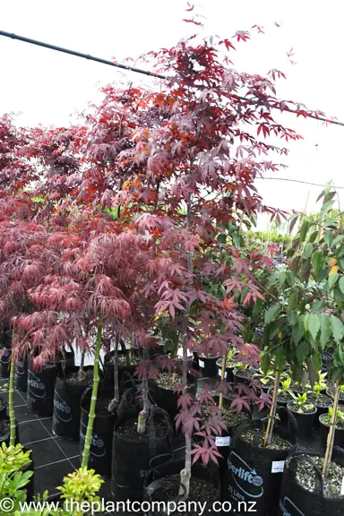 acer-palmatum-bloodgood-6