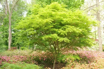 acer-seiryu-1