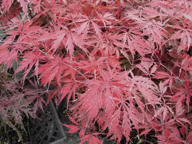 acer-tamukeyama-