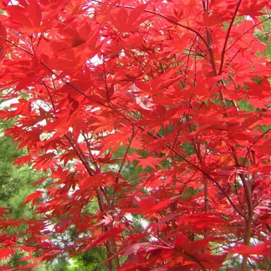 acer-fireglow-