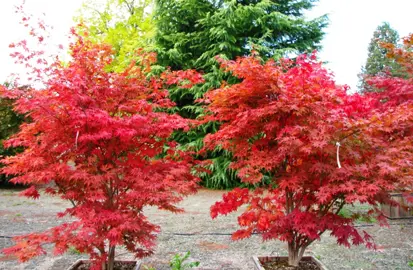 acer-fireglow-1