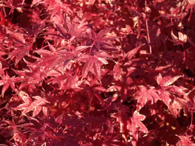 acer-fireglow-2