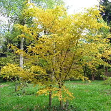 acer-katsura-