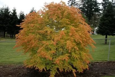 acer-katsura-1