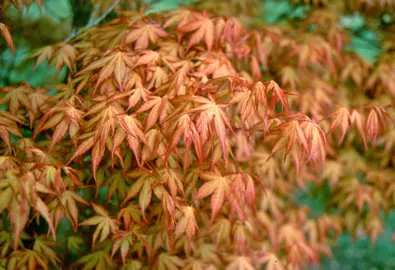 acer-katsura-2