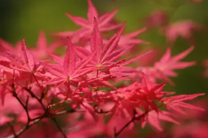 acer-palmatum-shindeshojo-