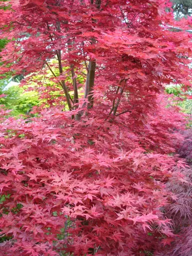 acer-palmatum-shindeshojo-2