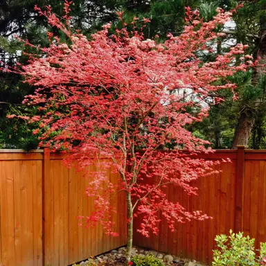 acer-palmatum-shindeshojo-3