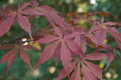 acer-suminagashi-1