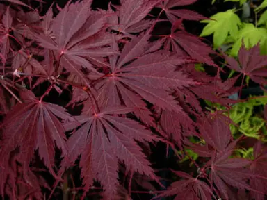 acer-yasemin-