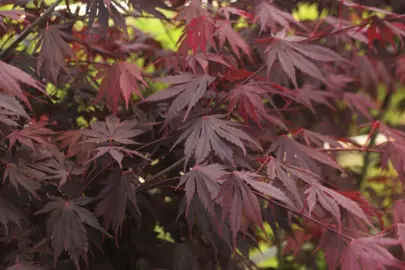 acer-yasemin-2