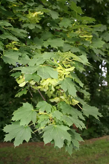 acer-platanoides-