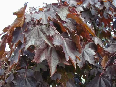 acer-nigrum-